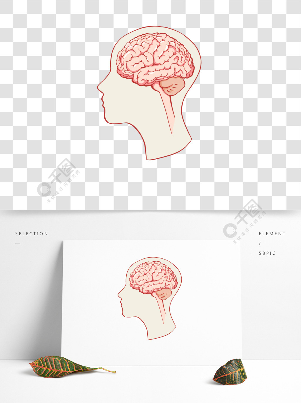 卡通手绘大脑小脑下丘脑脑袋结构图课程配图