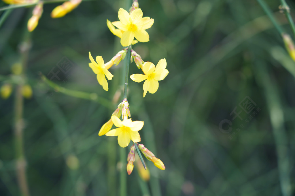 小黄花金腰带迎春花枝叶