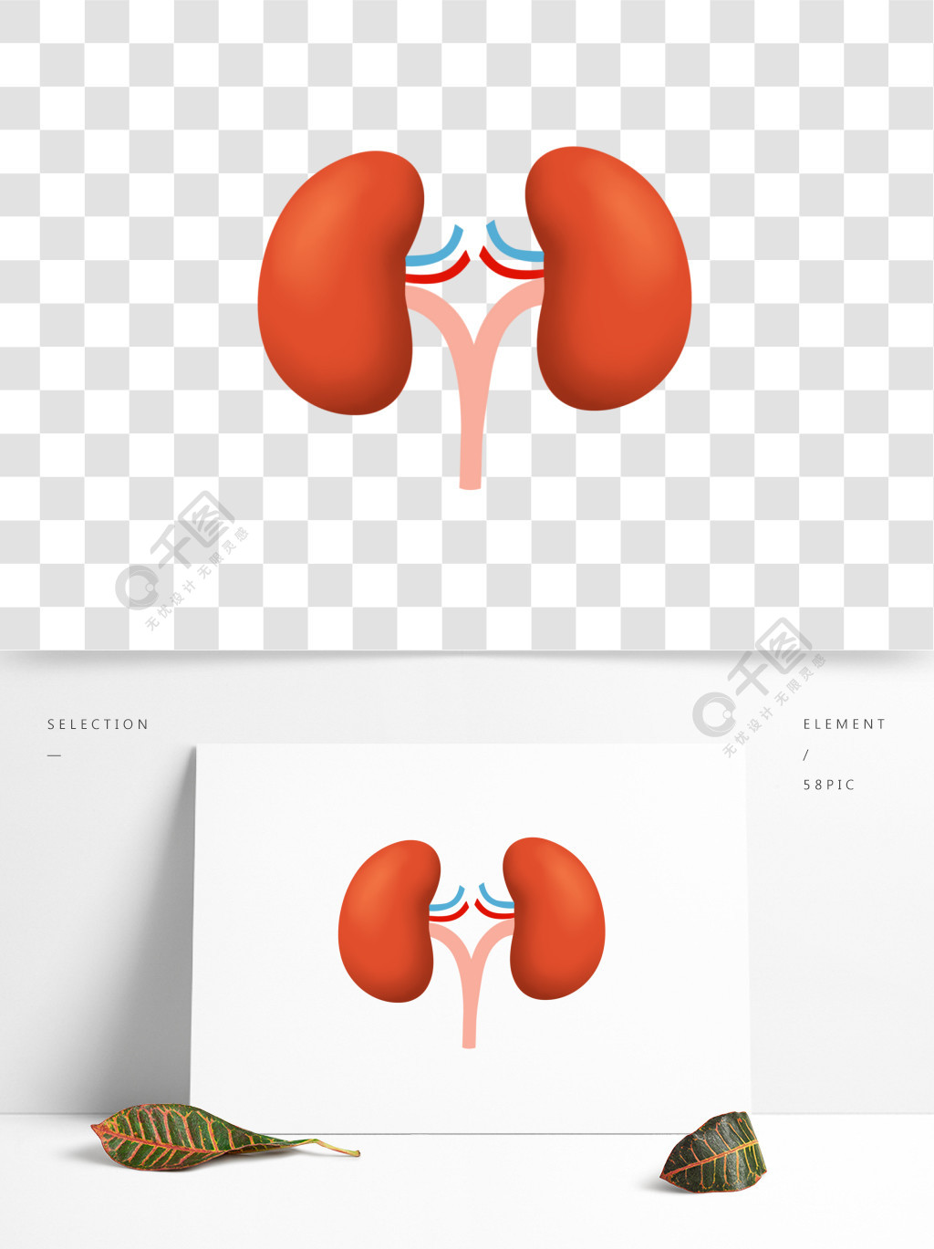 手绘简约肾脏素材人体解剖