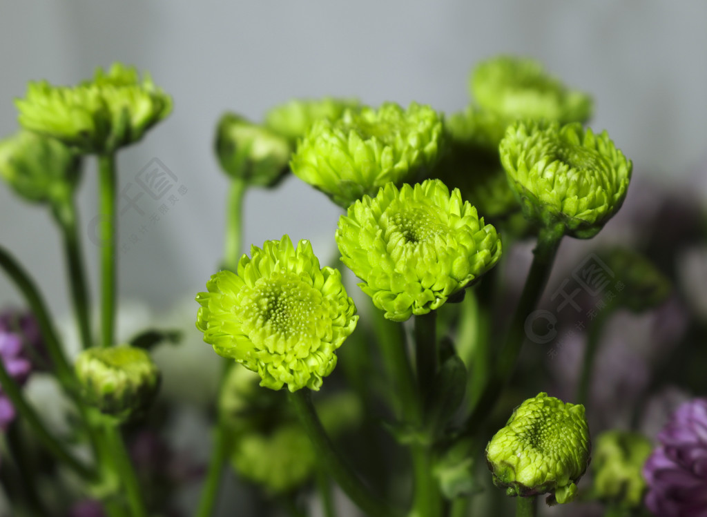 绿色小雏菊鲜花实拍