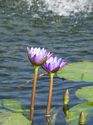 花卉攝影素材兩朵紫色睡蓮