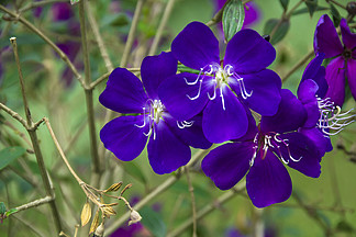 花卉攝影素材藍紫色野牡丹