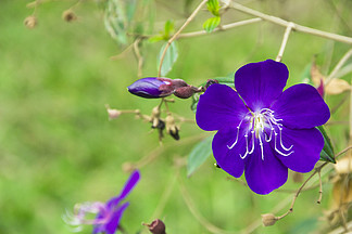 花卉攝影素材藍紫色野牡丹特寫