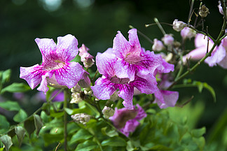 花卉攝影素材美麗紫云藤花