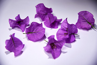 紫色花朵攝影圖素材