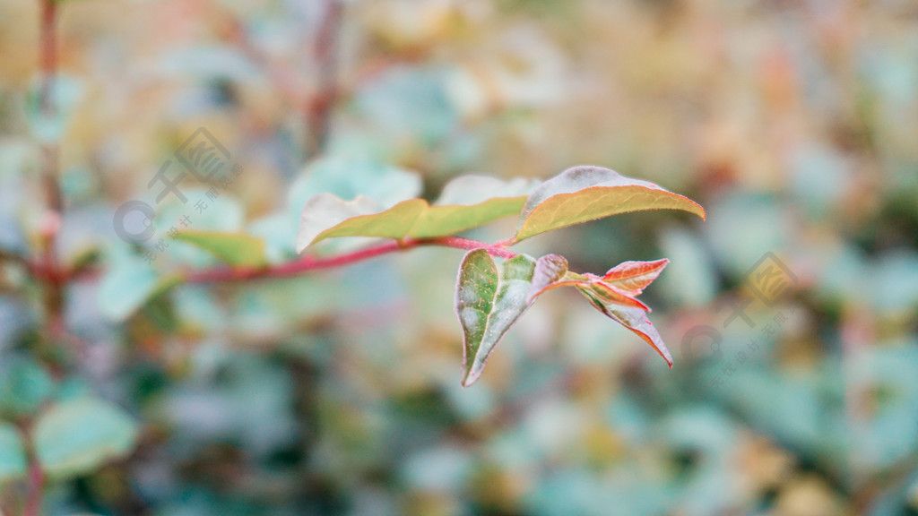 植物叶子特写小叶子