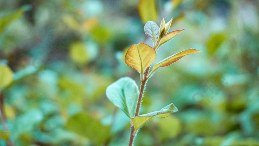 植物叶子特写小叶子