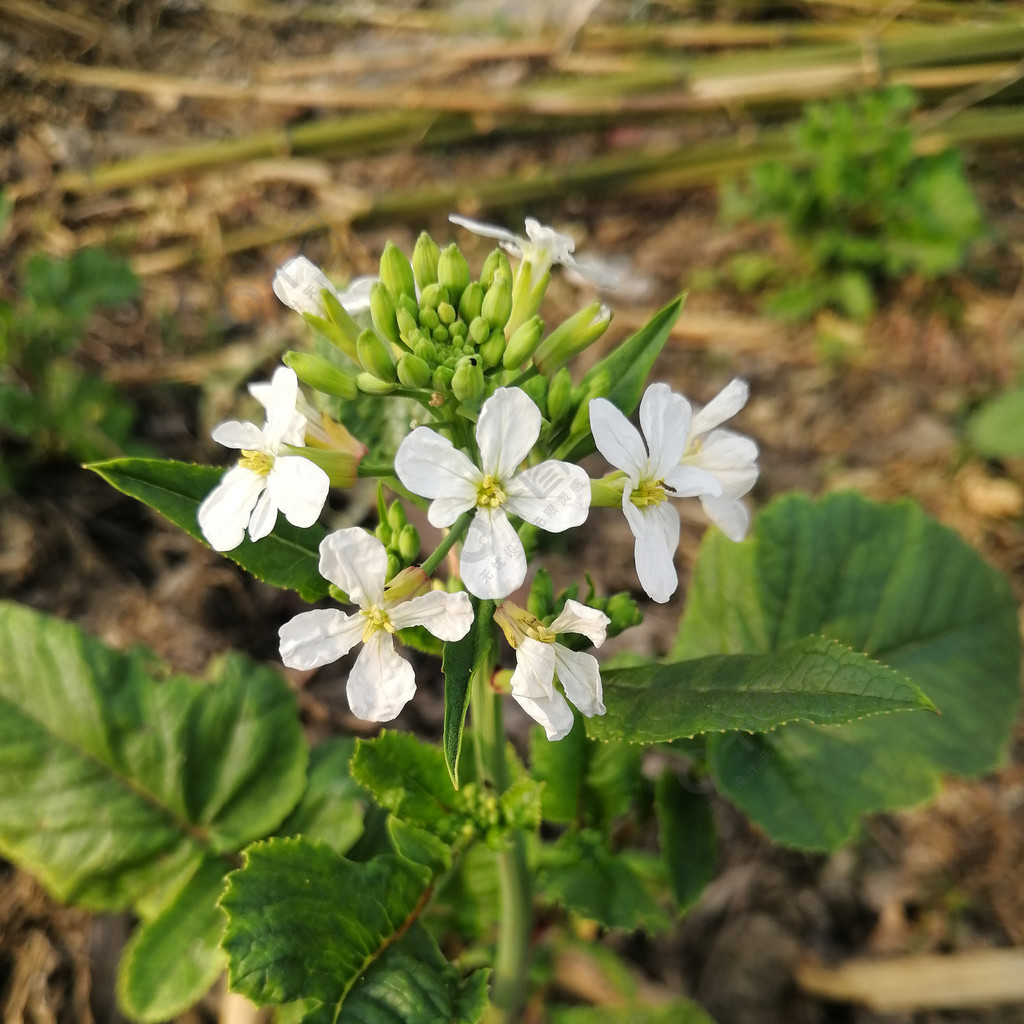 户外野菜花野菜苔植物春天三月