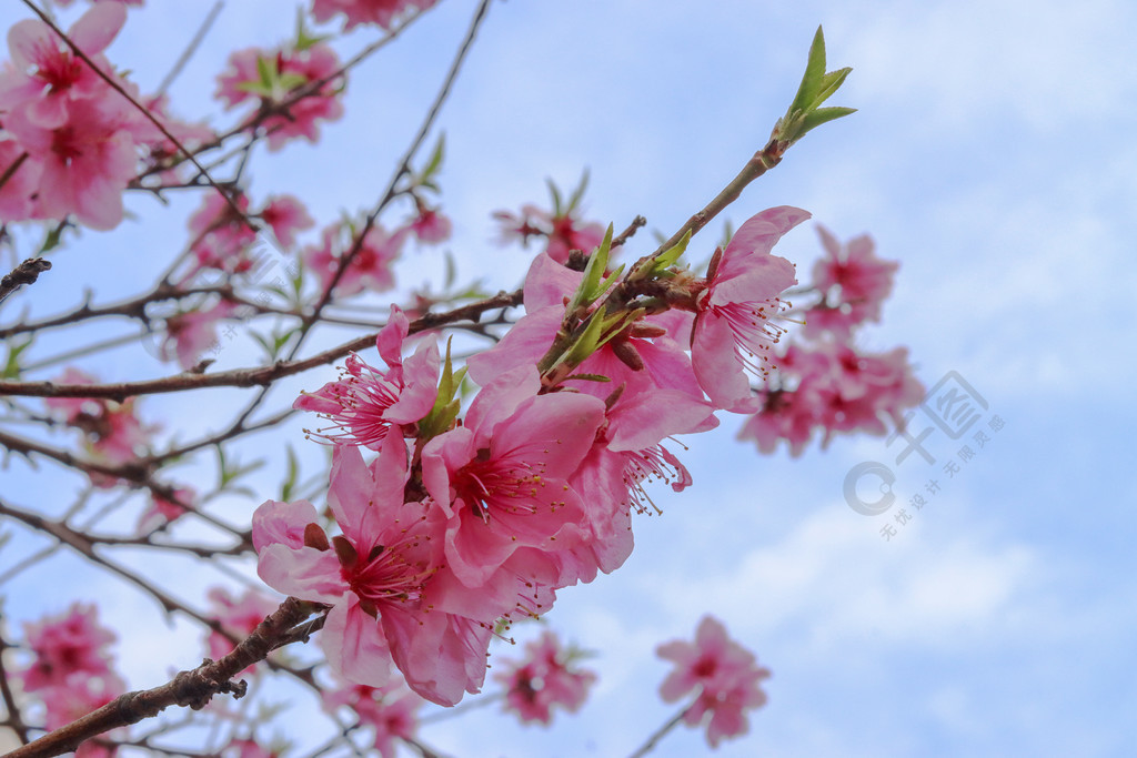 春天盛开粉色桃花