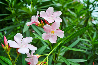 花卉攝影素材粉白色夾竹桃花