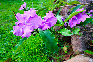 果園一角紫色的花背景素材