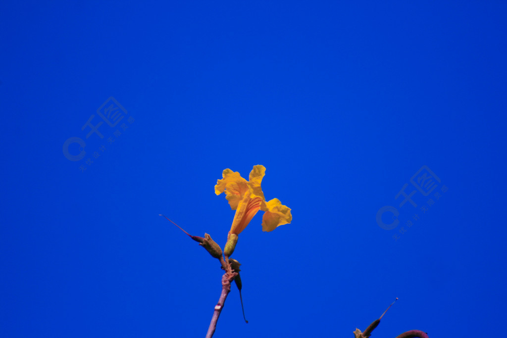 植物摄影之蓝天下的黄花