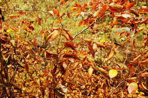 雨后枯黃的濕樹葉攝影圖