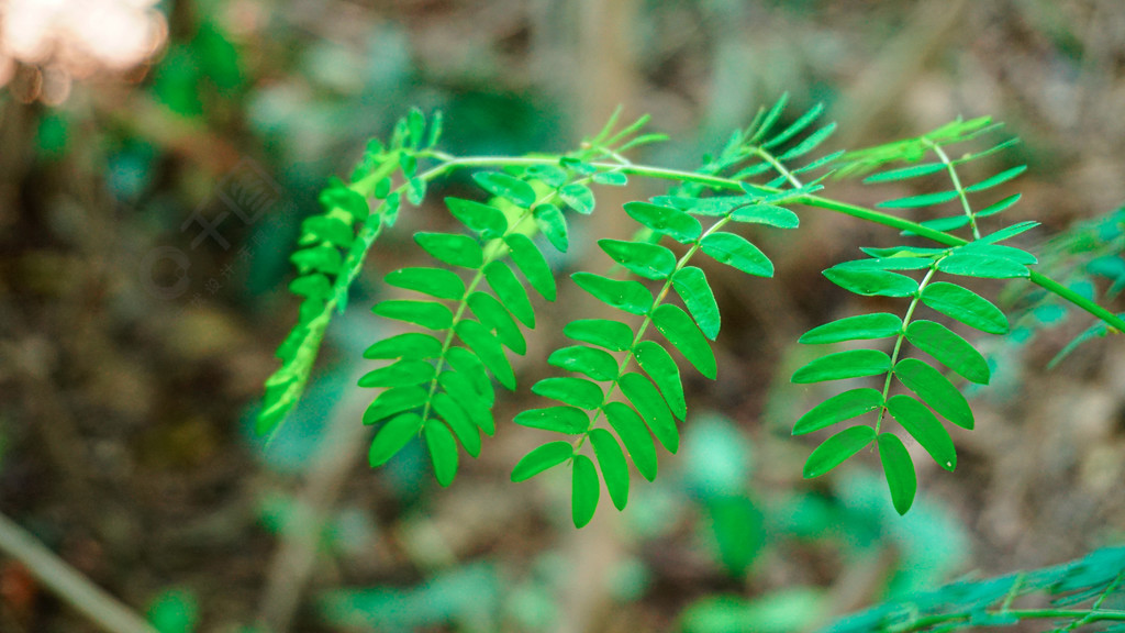 小叶子植物特写绿植背景素材