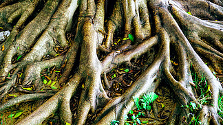 植物樹根特寫大樹根背景圖素材