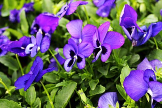 春天紫色鮮花背景素材