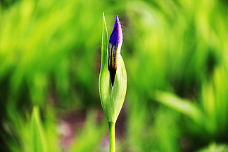 紫色花朵與植物微距素材攝影圖