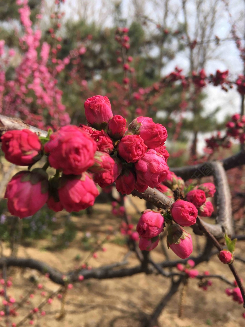 春天自然风景河边花草树木高清摄影图