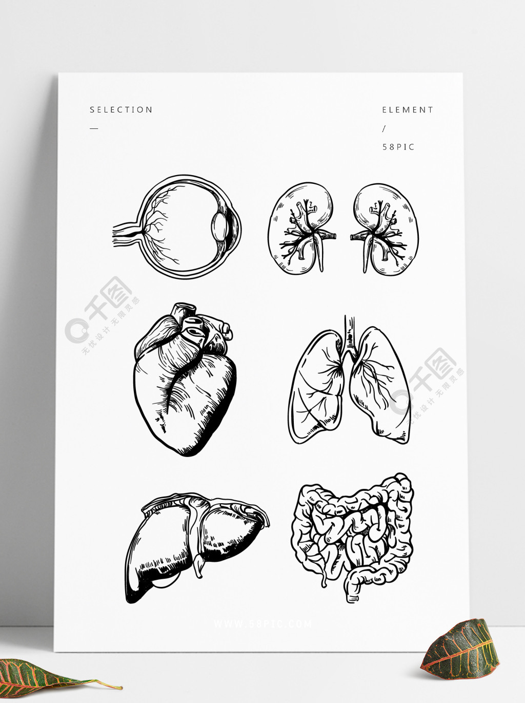 人体结构图器官写实手绘黑白线描图案