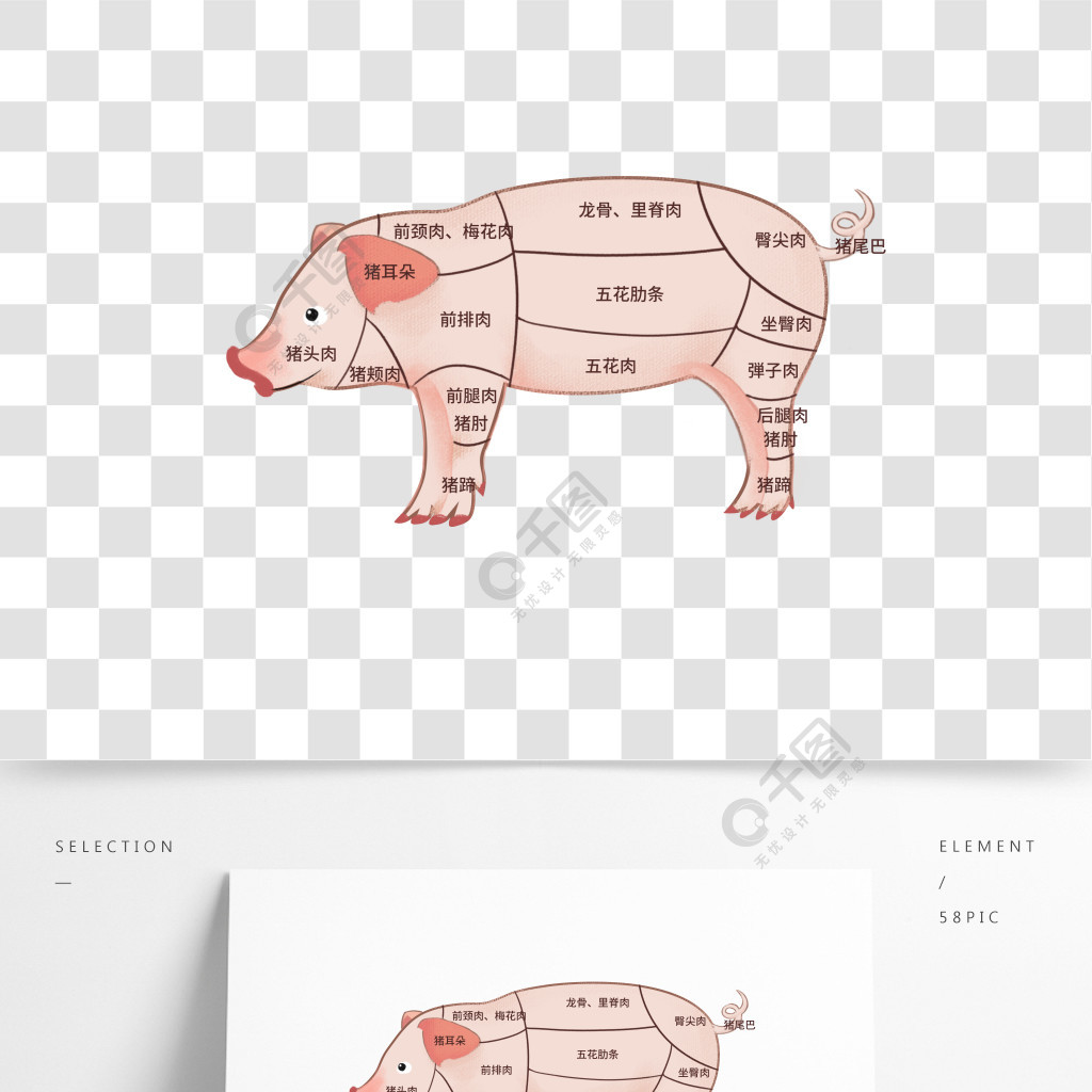 猪肉部分分割部位分解图1年前发布