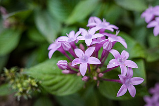 高清實拍秋天秋季紫色花朵特寫高清攝影素材