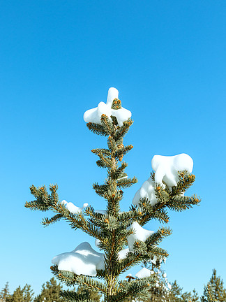 冬季藍天松樹冰雪