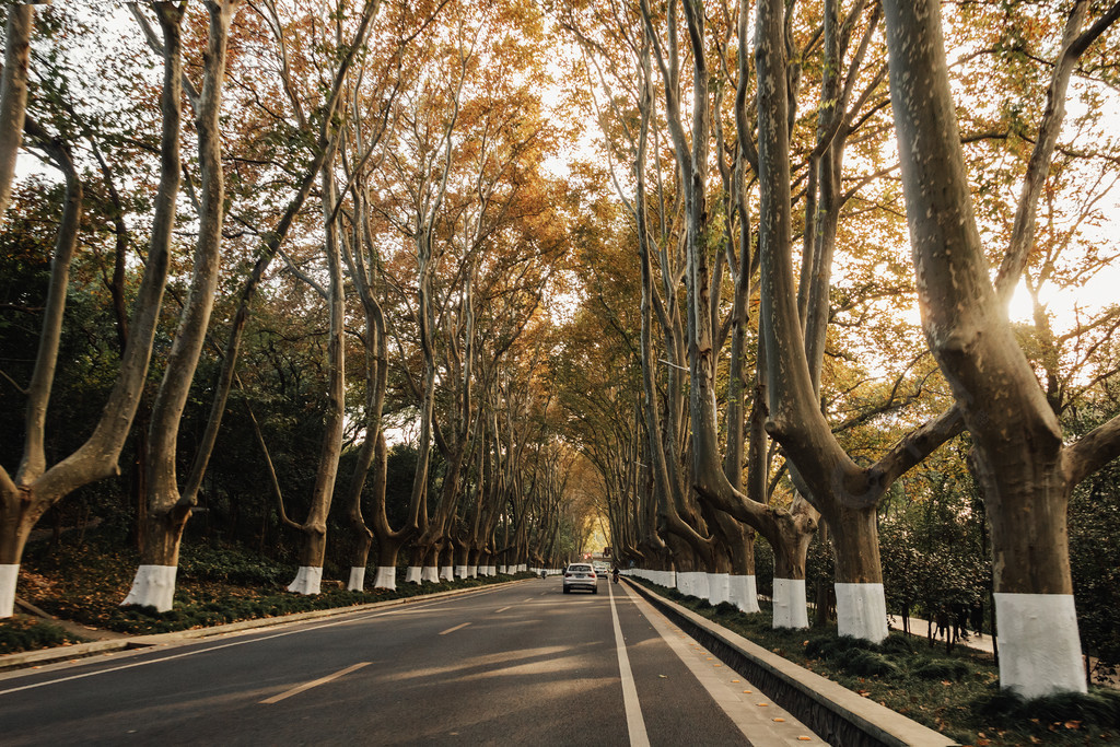 南京中山陵道路树林风景秋天梧桐大道