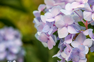 淡紫色繡球花植物花朵高清背景素材