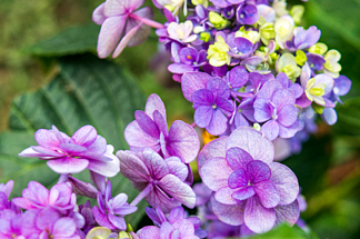 紫色花朵植物繡球花高清背景素材