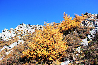 山頂石山黃金樹藍天風景素材攝影圖
