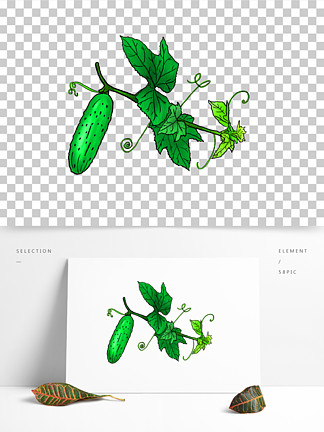 原创黄瓜 i>藤/i>手绘元素