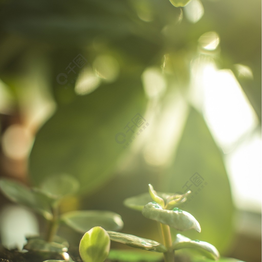 春天惊蛰节气阳光下发芽植物