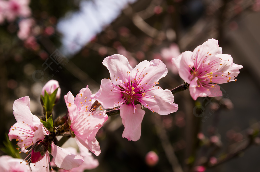 桃花高清摄影微距粉色花朵春天花瓣桌面壁纸