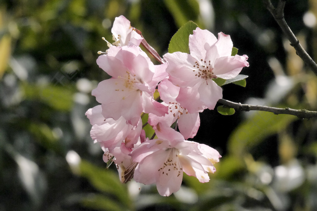 春天三月桃花实拍风景名胜免费下载_jpg格式_4608像素_编号39764902