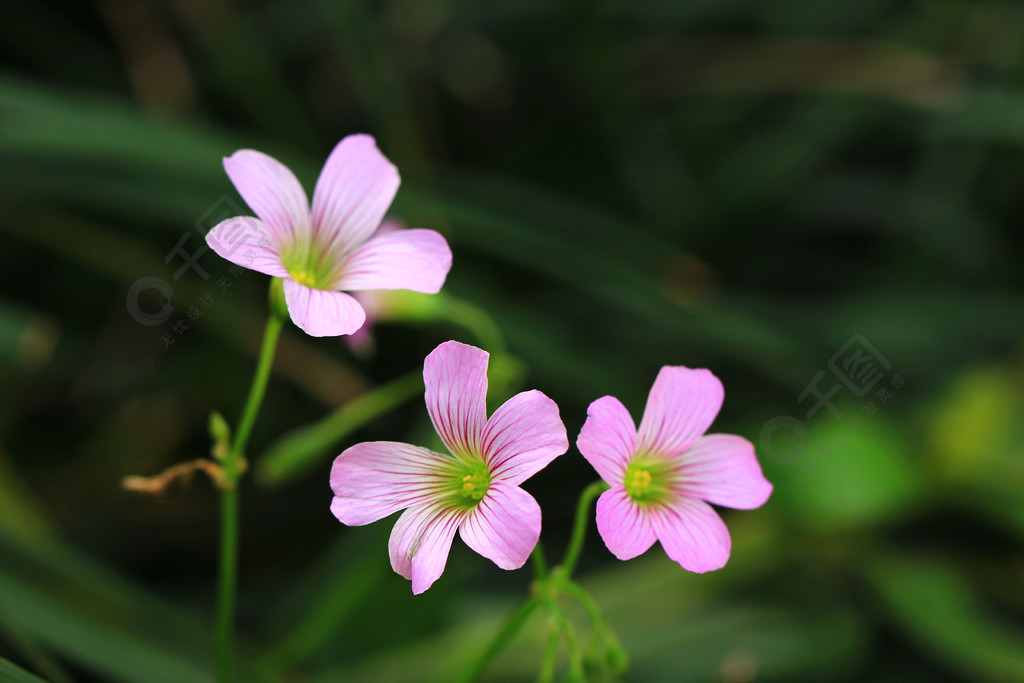 红花酢浆草粉色小花春天路边高清素材