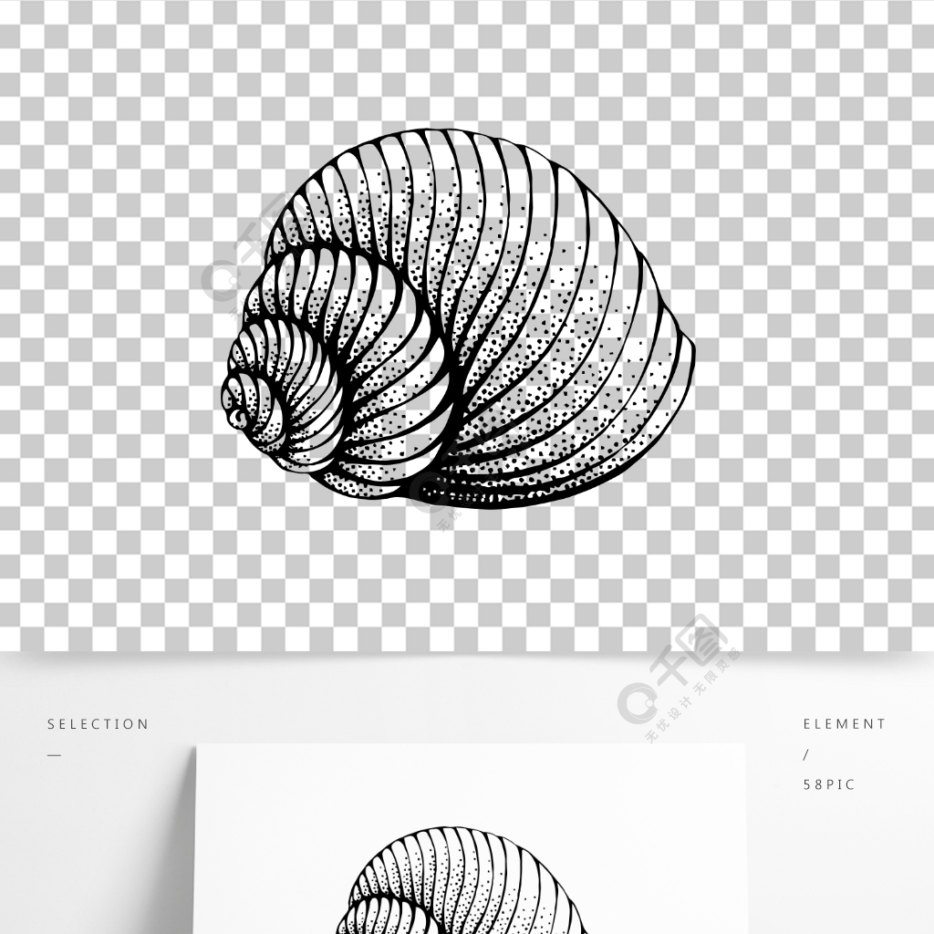 手绘写实黑白装饰画海螺贝壳矢量半年前发布