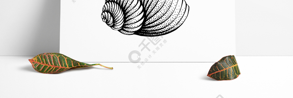手绘写实黑白装饰画海螺贝壳矢量半年前发布