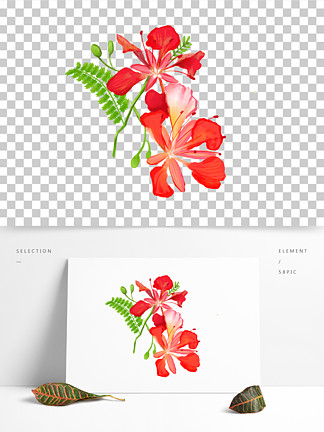 水彩风格红色 i>凤/i i>凰/i i>花/i>插画