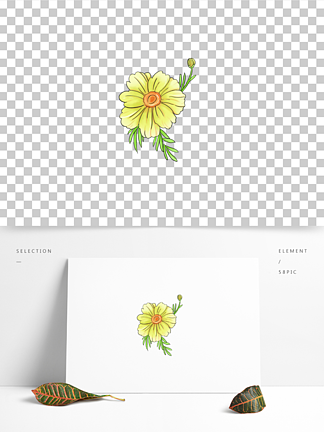 金鸡菊,简约,小清新,手绘,花