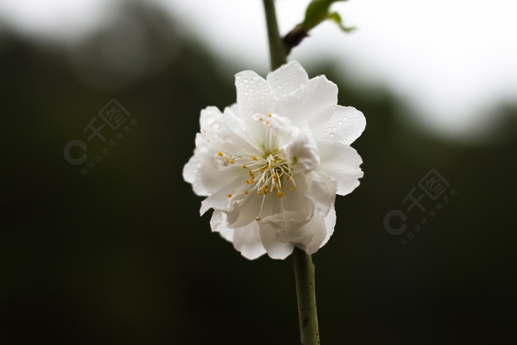 植物园白色重瓣桃花