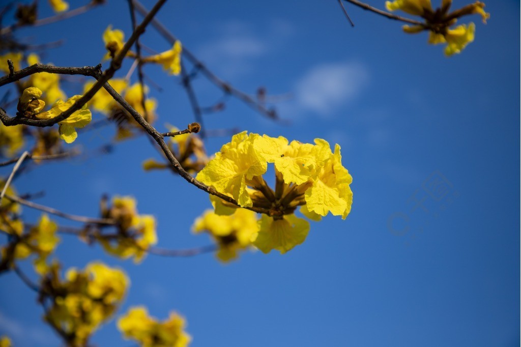 蓝天下的黄花风铃木