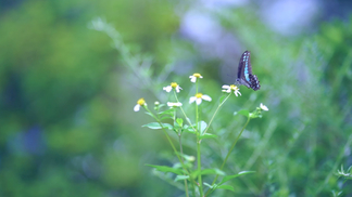 昆虫惊蛰节气动态模版14178手绘简笔画蝴蝶飞舞卡通相册ae模板441781