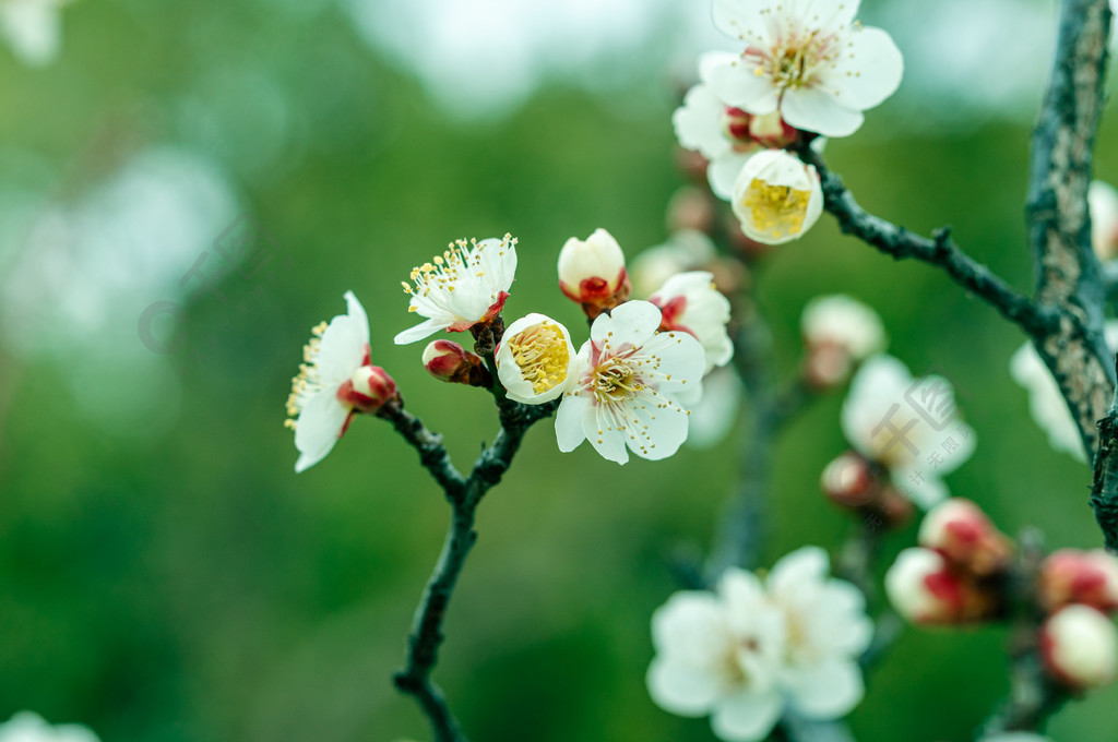 春天雨水中的白色梅花花瓣摄影图