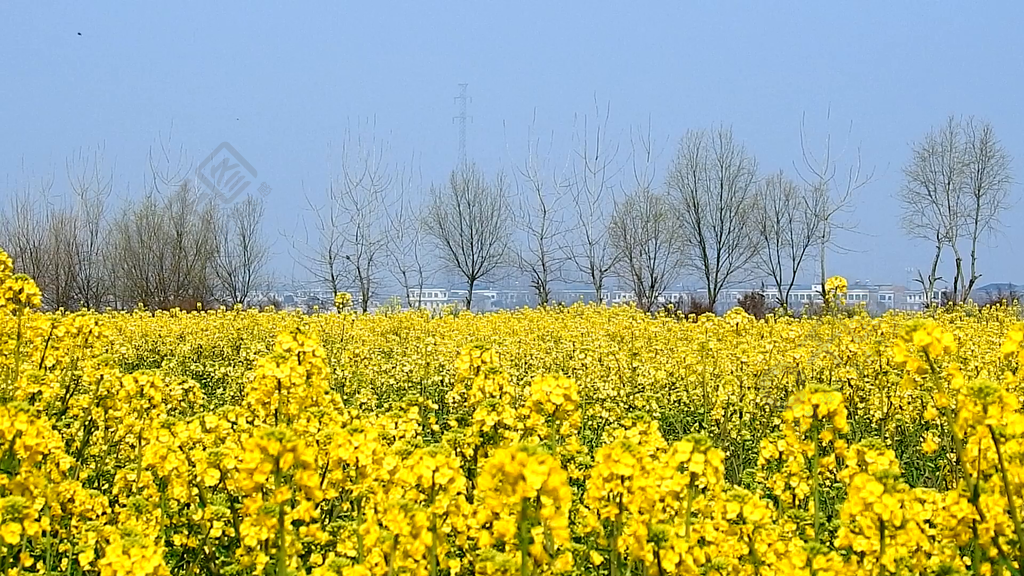 春天三月油菜花实拍视频