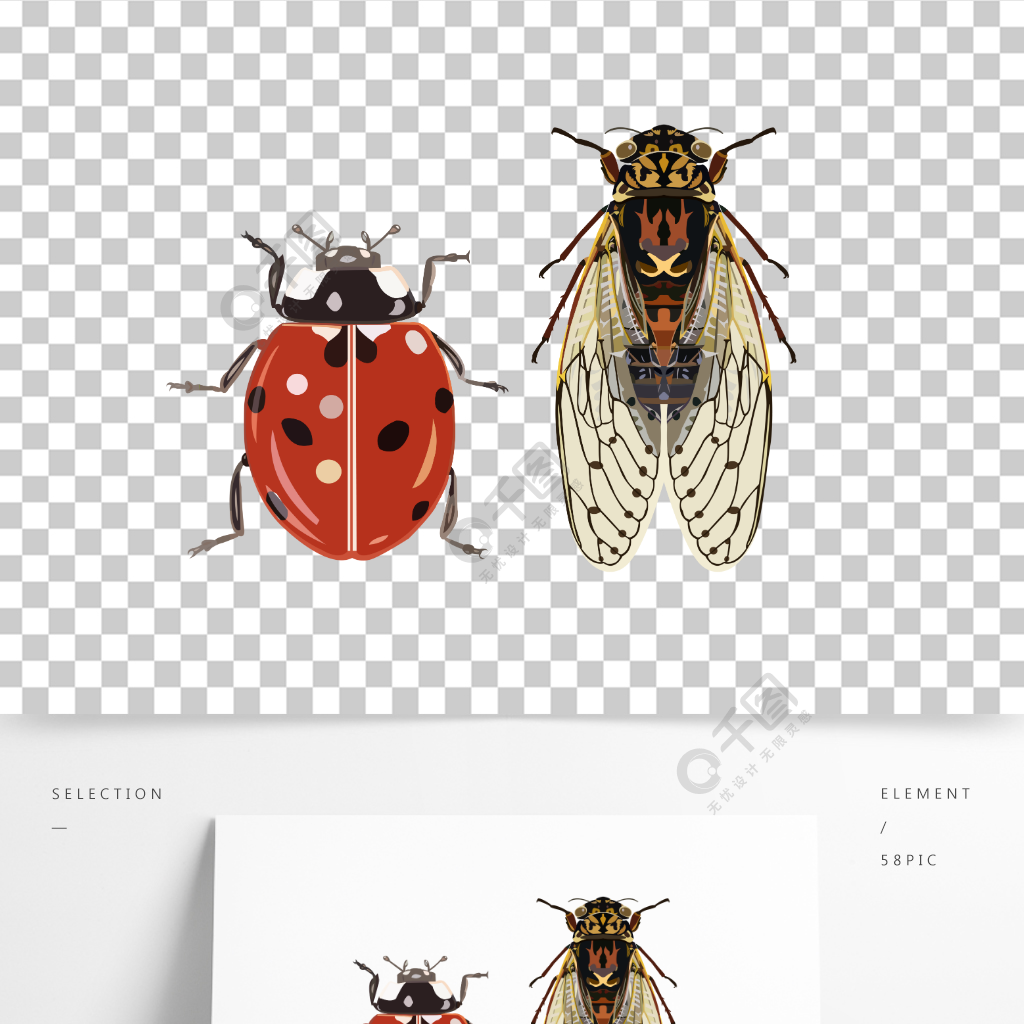 写实类昆虫甲壳虫知了矢量图
