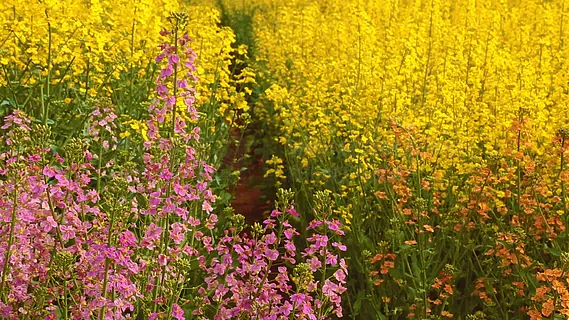 春季花卉风景实拍