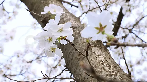 春季花卉风景实拍