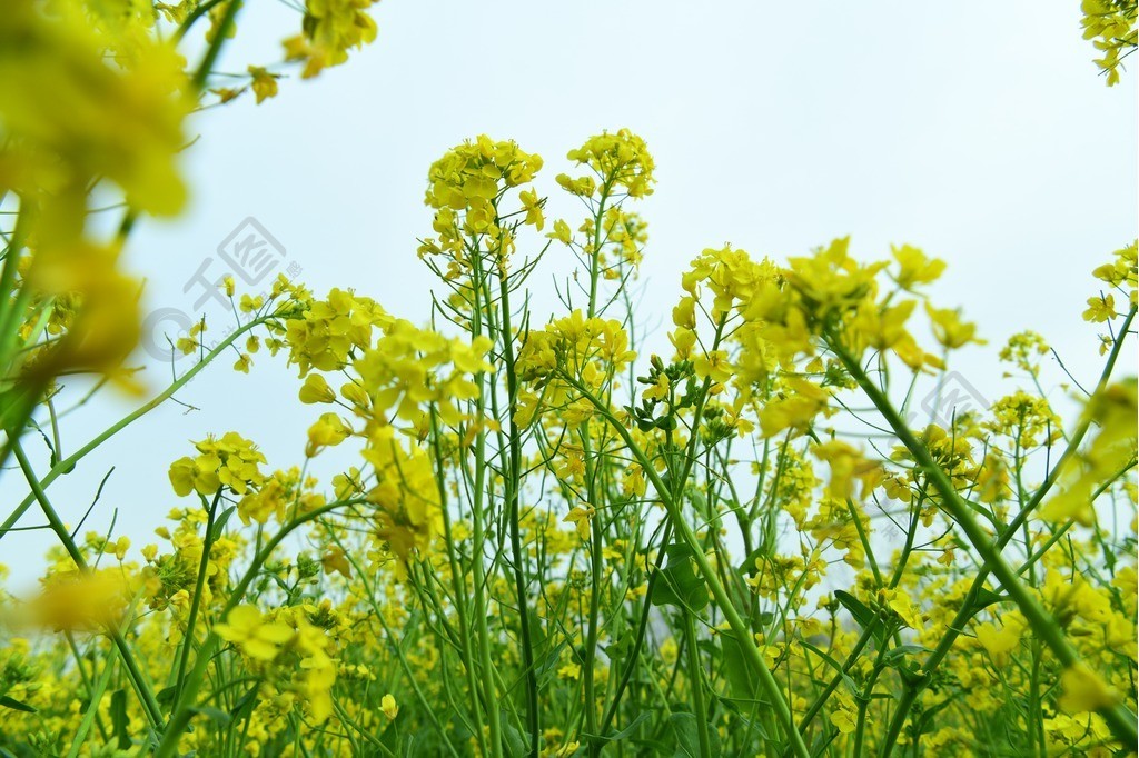 盛开的油菜花背景图片风景名胜免费下载_jpg格式_8256像素_编号