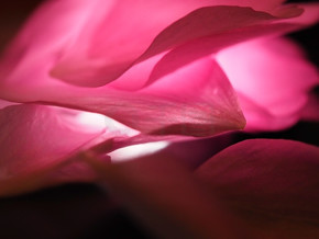 粉色粉紅色溫暖抽象唯美對比光美好朦朧