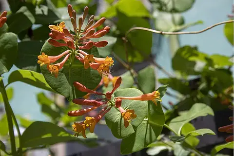 夏日盛开的贯月忍冬花